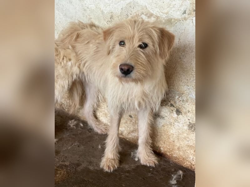 Susan, geb. ca. 04/2024, lebt in GRIECHENLAND, auf einer privaten Pflegestelle