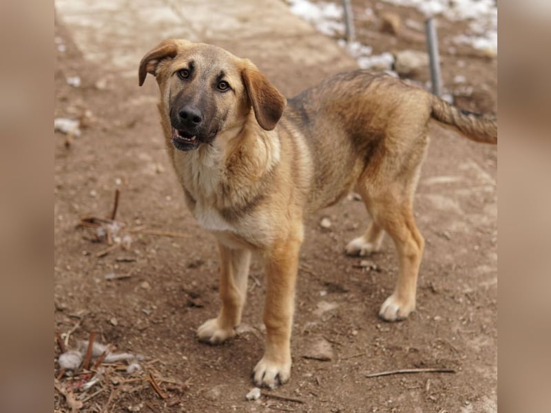 Lauser, geb. ca. 10/2023, lebt in GRIECHENLAND, auf einem Gelände, Hunde werden notdürftig versorgt
