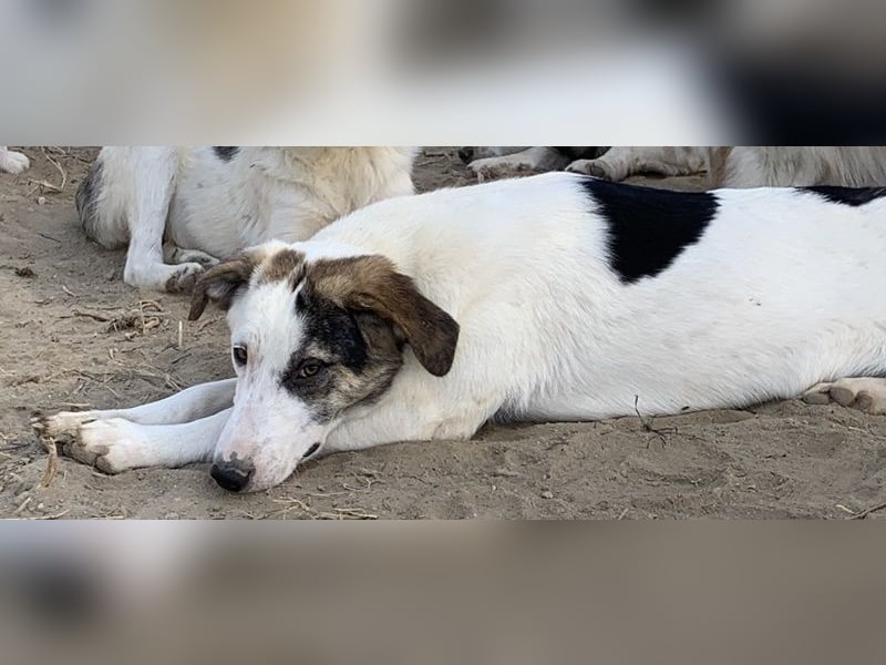  Colette, geb. ca. 02/2022, lebt in GRIECHENLAND, im städt. Tierheim Serres