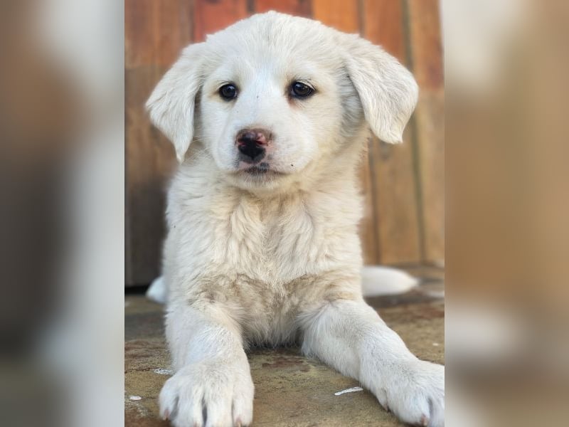 Saki, geb. ca. 03/2026, lebt in GRIECHENLAND, auf einer privaten Pflegestelle