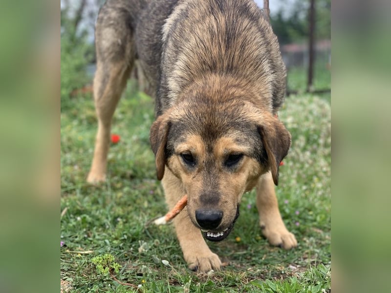 Bruno, geb. ca. 05/2020, lebt in GRIECHENLAND, auf einer privaten Pflegestelle