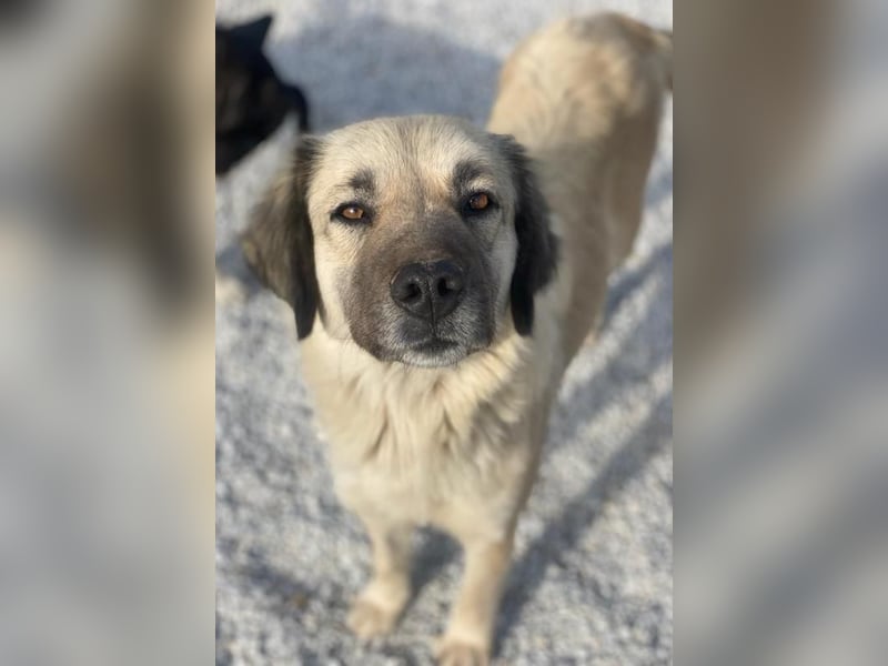 Frea, geb. ca. 02/2021, lebt in GRIECHENLAND, im städt. Tierheim Serres