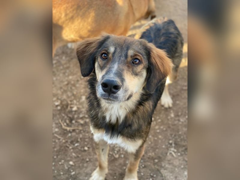 Rudolph, geb. ca. 05/2024, lebt in GRIECHENLAND, auf einer privaten Pflegestelle