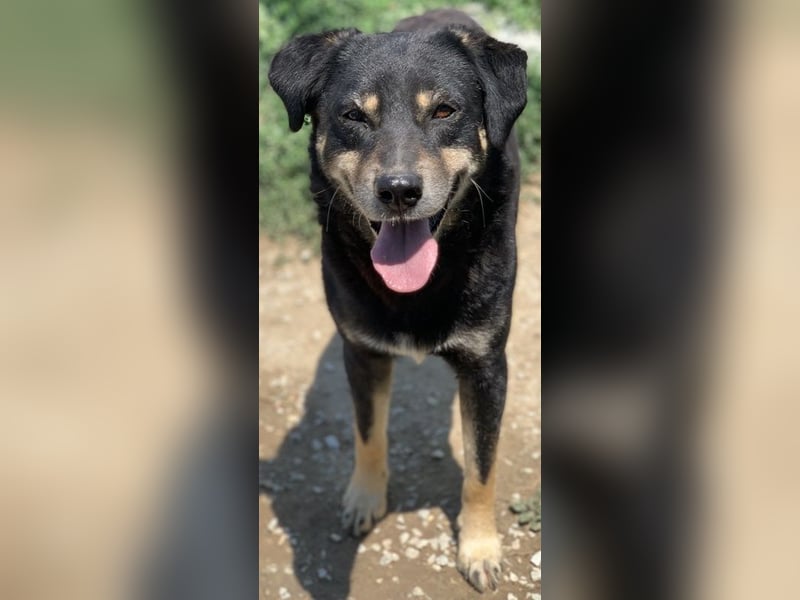 Nabucco, geb. ca. 01/2019, lebt in GRIECHENLAND, im städt. Tierheim Serres