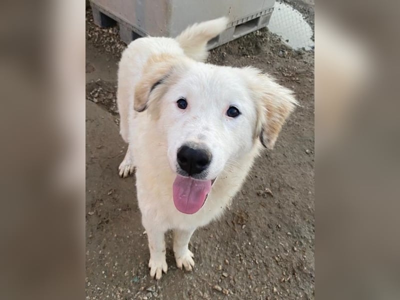 Skippy, geb. ca. 05/2022, lebt in GRIECHENLAND, im städt. Tierheim Serres