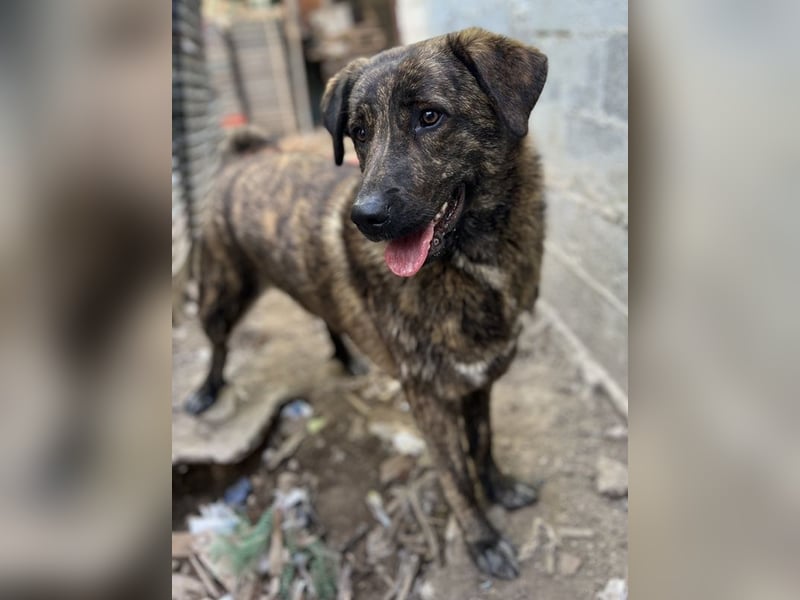 Kelly, geb. ca. 05/2024, lebt in GRIECHENLAND, auf einer privaten Pflegestelle