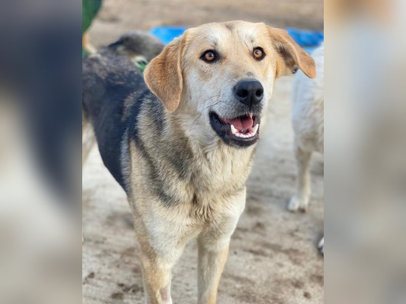 Ciri, geb. ca. 05/2024, lebt in GRIECHENLAND, im städt. Tierheim Serres