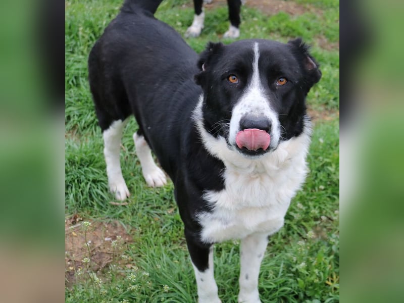 Eddy, geb. ca. 01/2018, lebt in GRIECHENLAND, im städt. Tierheim Serres