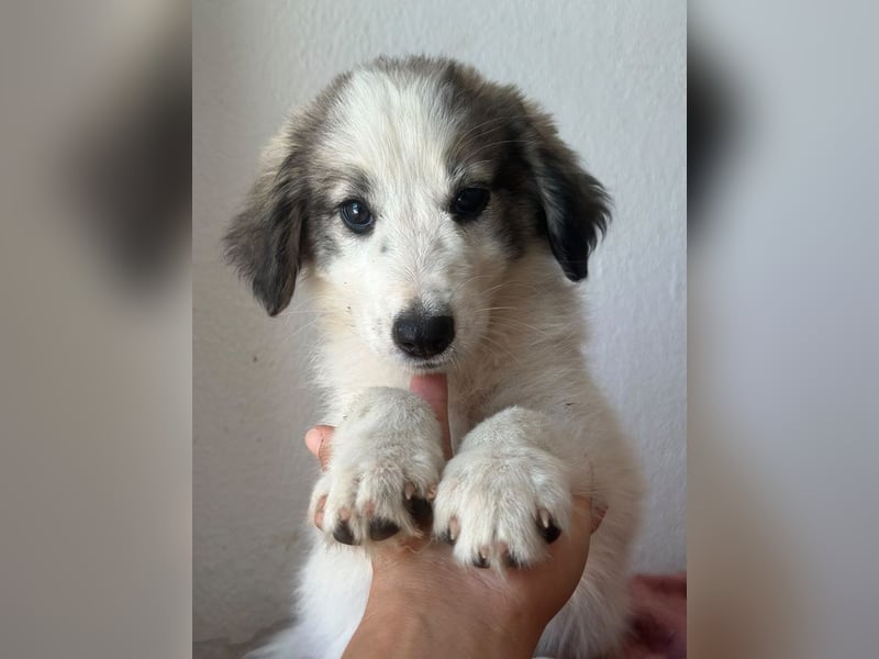 Paloma, geb. ca. 05/2026, lebt in GRIECHENLAND, im städt. Tierheim Serres