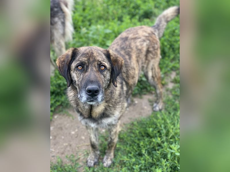 Theo, geb. ca. 04/2022, lebt in GRIECHENLAND, im städt. Tierheim Serres