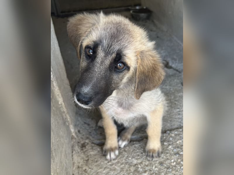 Yunos, geb. ca. 03/2026, lebt in GRIECHENLAND, im städt. Tierheim Serres