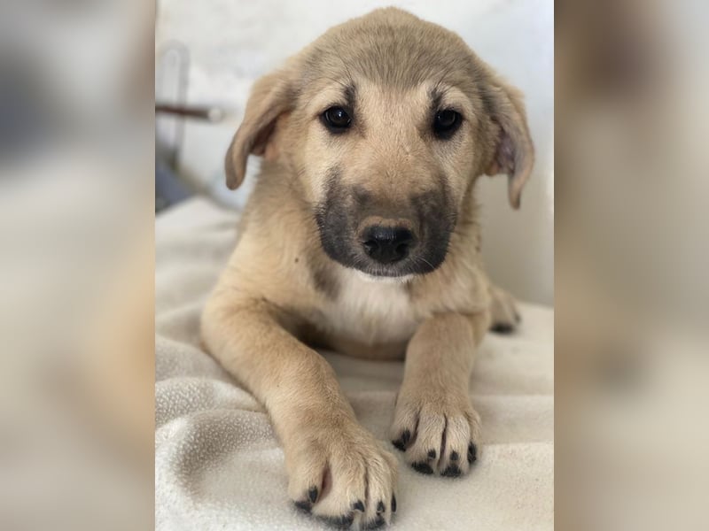 Glandy, geb. ca. 03/2025, lebt in GRIECHENLAND, im städt. Tierheim Serres