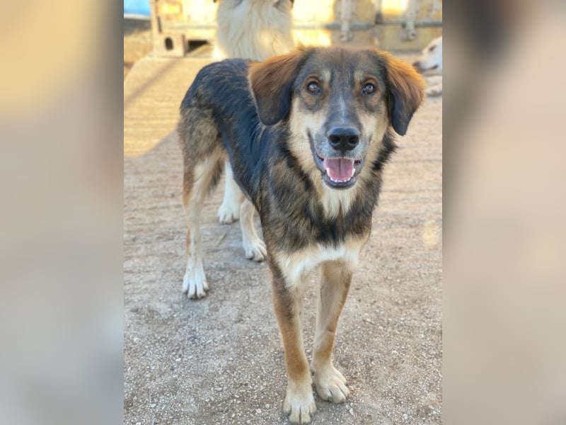 Rudolph, geb. ca. 05/2024, lebt in GRIECHENLAND, auf einer privaten Pflegestelle