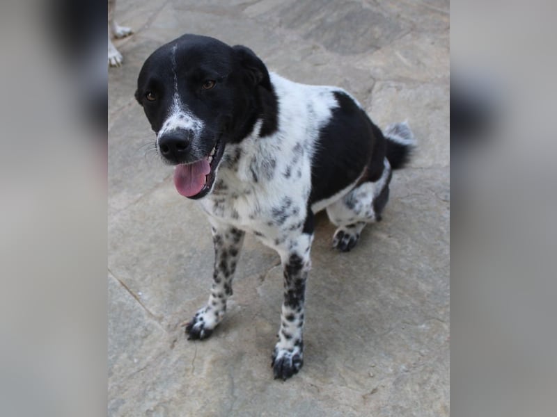 Kimisi, geb. ca. 03/2024, lebt in GRIECHENLAND, auf einer privaten Pflegestelle