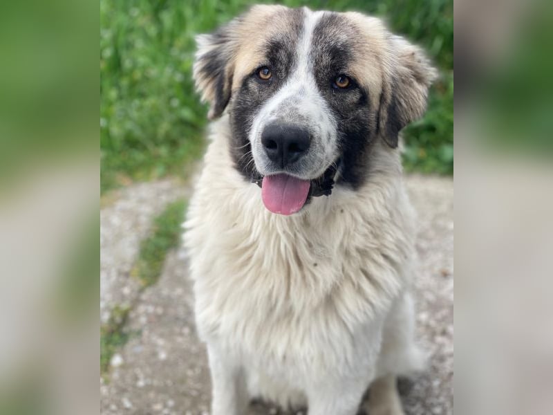 Chef, geb. ca. 07/2025, lebt in GRIECHENLAND, im städt. Tierheim Serres