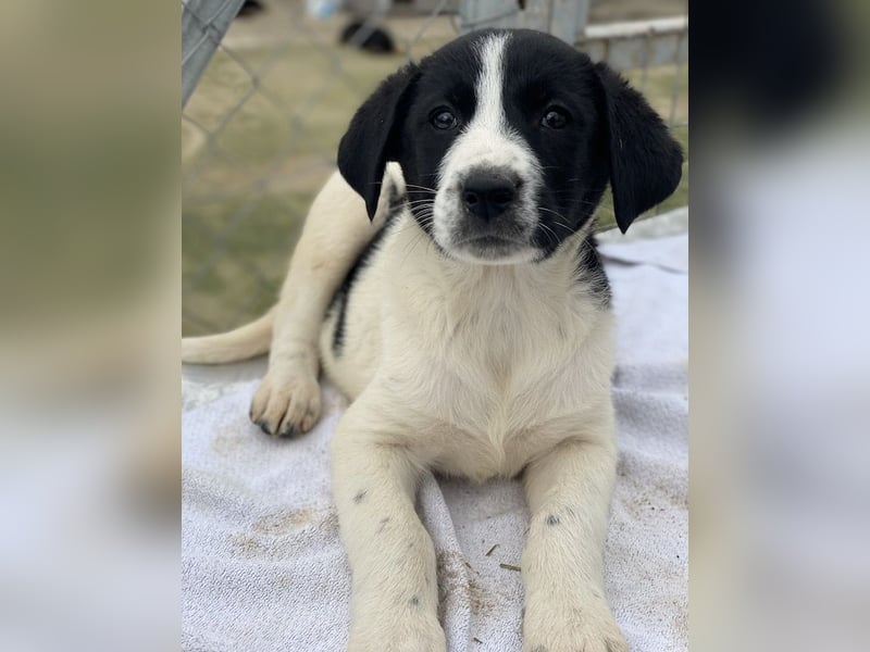 Fedra, geb. ca. 01/2024, lebt in GRIECHENLAND, im städt. Tierheim Serres