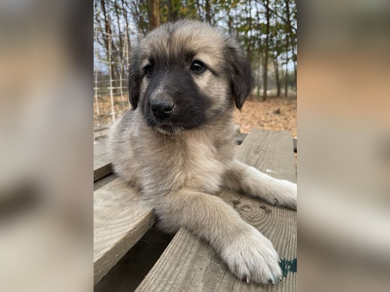 Venus, geb. ca. 08/2022, lebt in GRIECHENLAND, auf einer privaten Pflegestelle