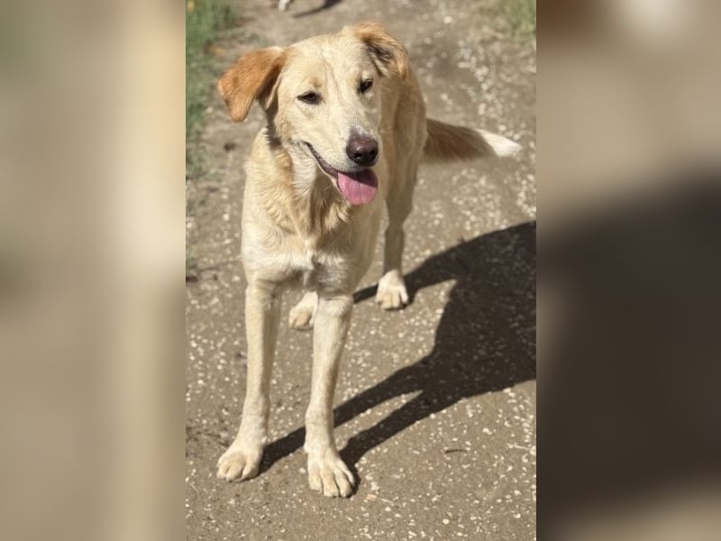 Liova, geb. ca. 10/2024, lebt in GRIECHENLAND, auf einem Gelände, Hunde werden notdürftig versorgt