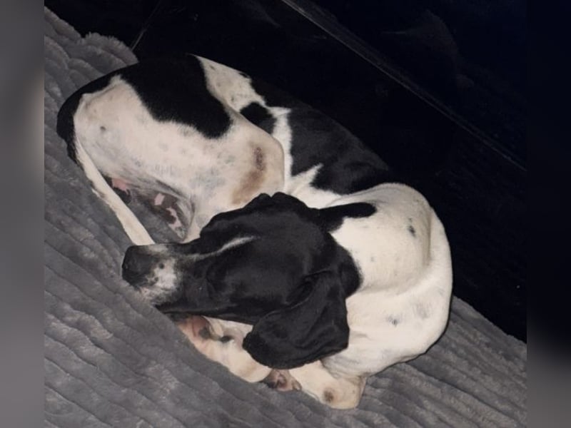 Attila, geb. ca. 08/2024, lebt auf einer Pflegestelle in 67735 Mehlbach