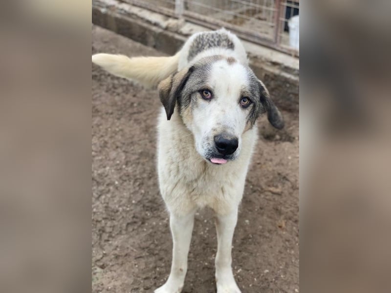 Aron, geb. ca. 02/2024, lebt in GRIECHENLAND, im städt. Tierheim Serres