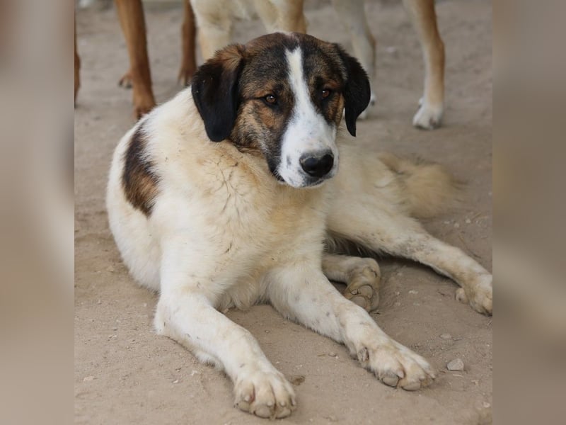 Pitt, geb. ca. 05/2021, lebt in GRIECHENLAND, im städt. Tierheim Serres