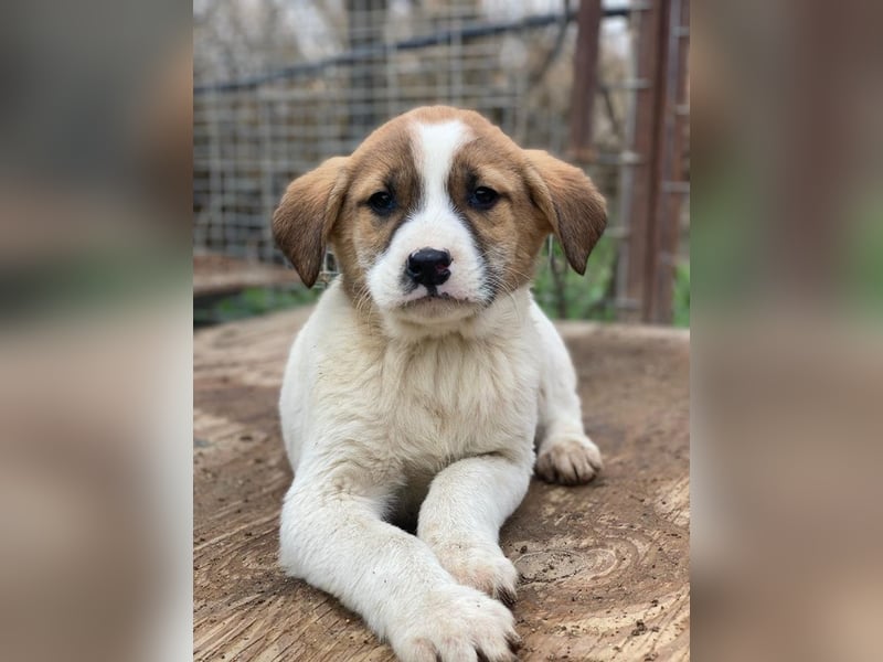 Bufala, geb. ca.11/2025, lebt in GRIECHENLAND, auf einer privaten Pflegestelle