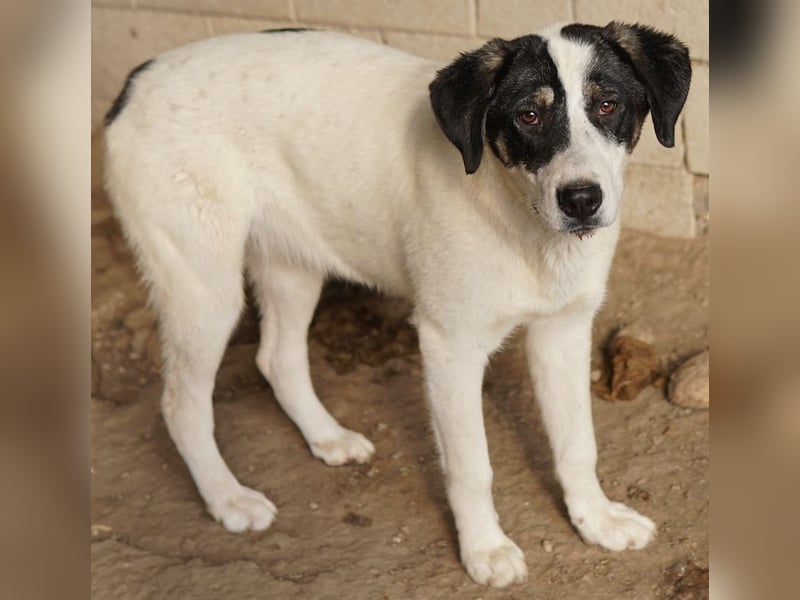 Thundery, geb. ca. 11/2022, lebt in GRIECHENLAND, im städt. Tierheim Serres