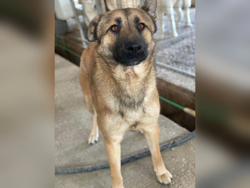Yuki, geb. ca. 03/2025, lebt in GRIECHENLAND, im städt. Tierheim Serres