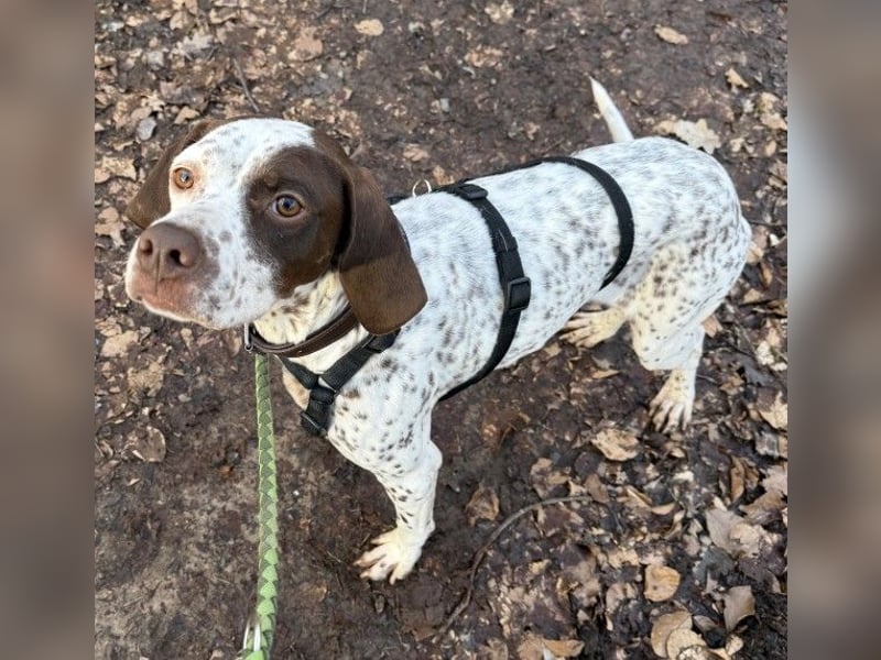 Acira, geb. ca. 04/2023, lebt auf einer Pflegestelle in 67735 Mehlbach