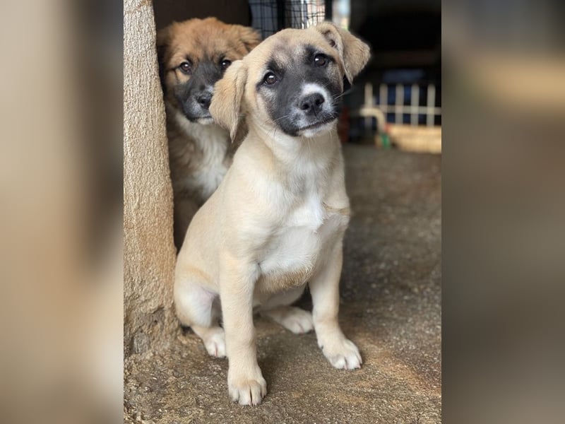 Mira, geb. ca. 12/2025, lebt in GRIECHENLAND, im städt. Tierheim Serres