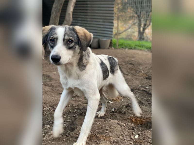 Kora, geb. ca. 05/2024, lebt in GRIECHENLAND, auf einer privaten Pflegestelle