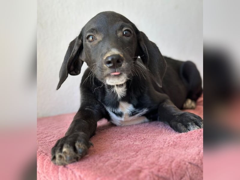Smokey, geb. 08.06.2026, lebt in GRIECHENLAND, auf einer privaten Pflegestelle