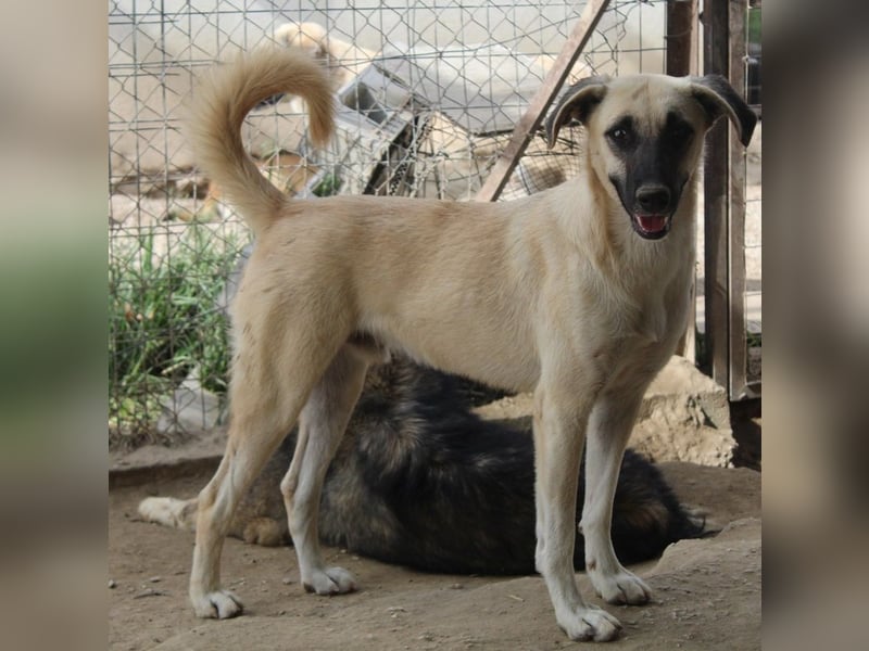 Carlchen, geb. ca. 03/2023, lebt in GRIECHENLAND, im städt. Tierheim Serres