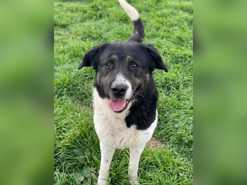 Thanio, geb. ca. 06/2020, lebt in GRIECHENLAND, im städt. Tierheim Serres