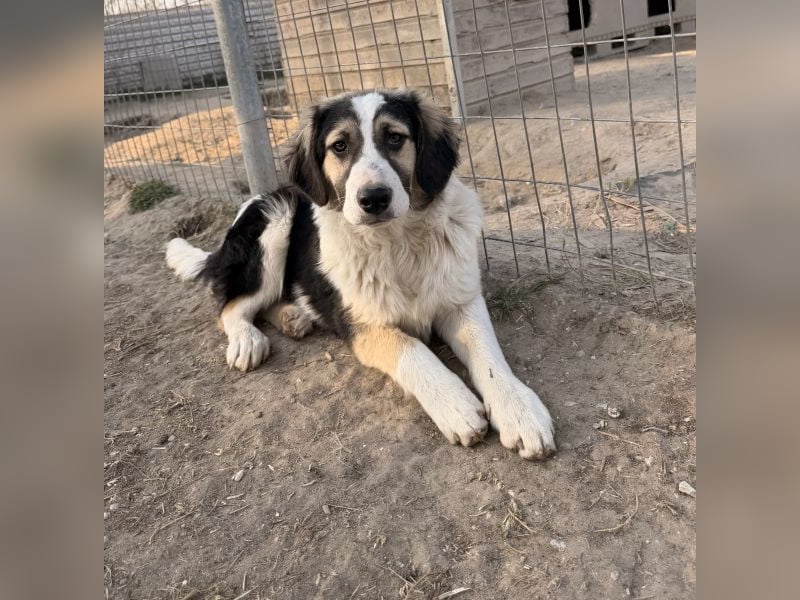 Rhydan, geb. ca.09/2025, lebt in GRIECHENLAND, im städt. Tierheim Serres