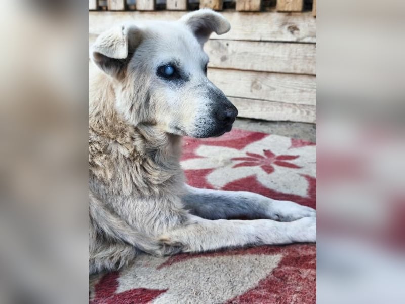 Pipina, geb. ca. 06/2014, lebt in GRIECHENLAND, auf einer privaten Pflegestelle