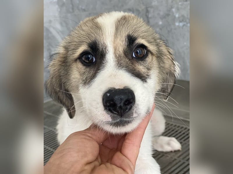 Malea, geb. ca. 04/2024, lebt in GRIECHENLAND, im städt. Tierheim Serres