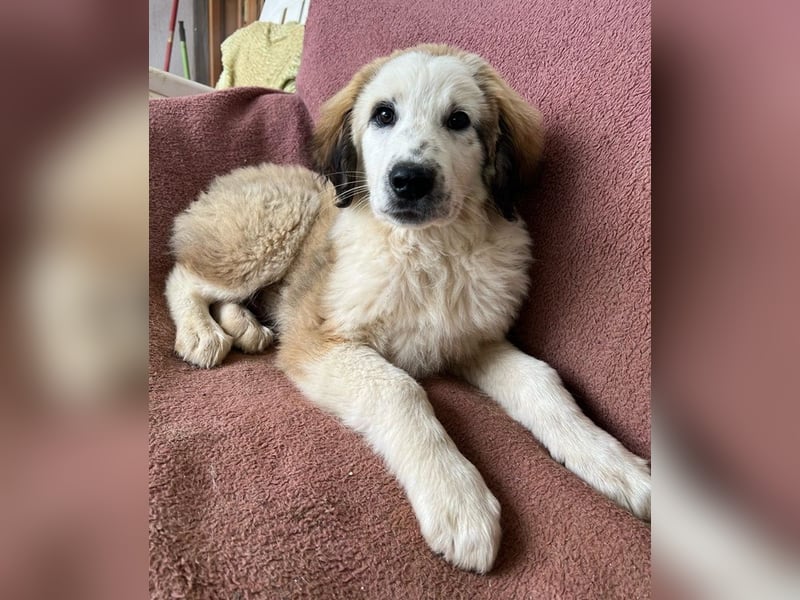 Bakis, geb. ca. 12/2024, lebt in GRIECHENLAND, auf einer privaten Pflegestelle