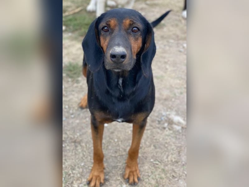 Priska, geb. ca. 08/2021, lebt in GRIECHENLAND, im städt. Tierheim Serres