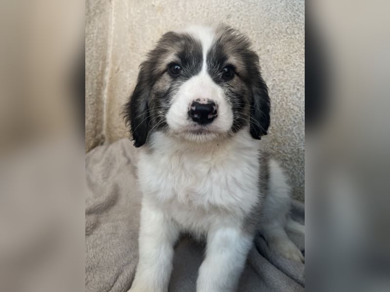 Malor, geb. ca. 09/2025, lebt in GRIECHENLAND, im städt. Tierheim Serres