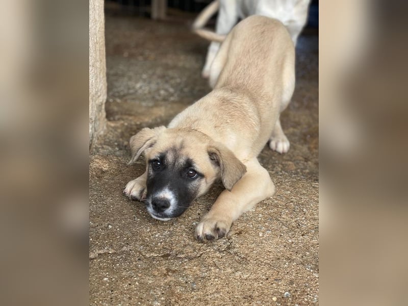 Mira, geb. ca. 12/2025, lebt in GRIECHENLAND, im städt. Tierheim Serres