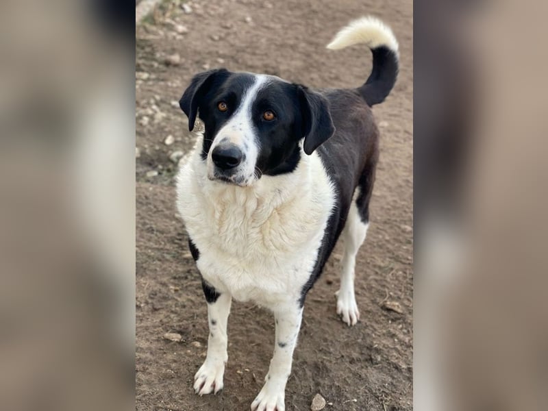 Franka, geb. ca. 06/2019, lebt in GRIECHENLAND, im städt. Tierheim Serres