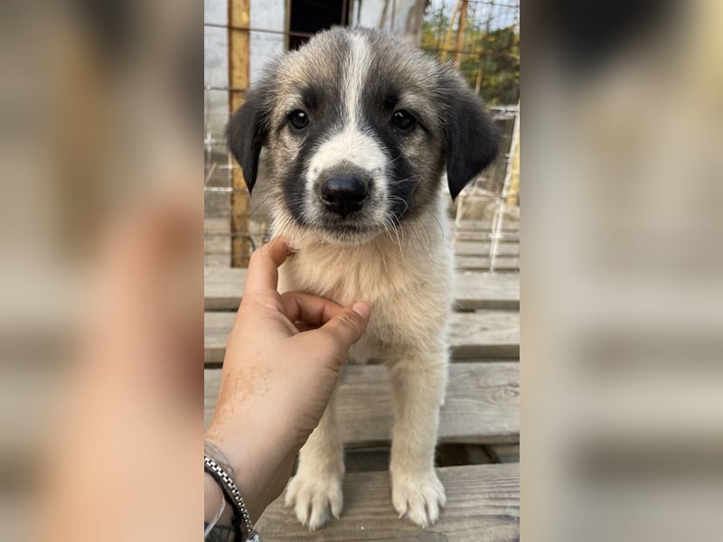 Grace, geb. ca. 08/2022, lebt in GRIECHENLAND, auf einer privaten Pflegestelle