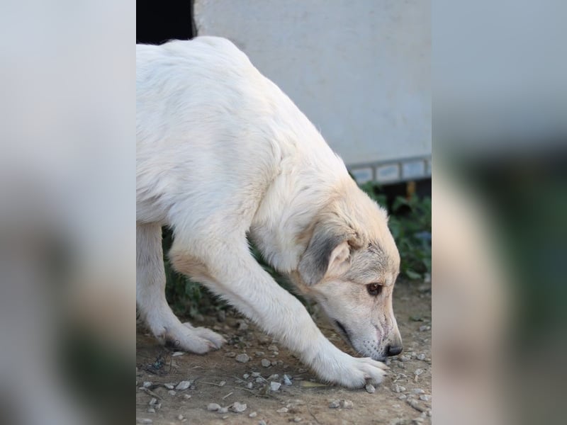 Wax, geb. ca. 04/2022, lebt in GRIECHENLAND, im städt. Tierheim Serres