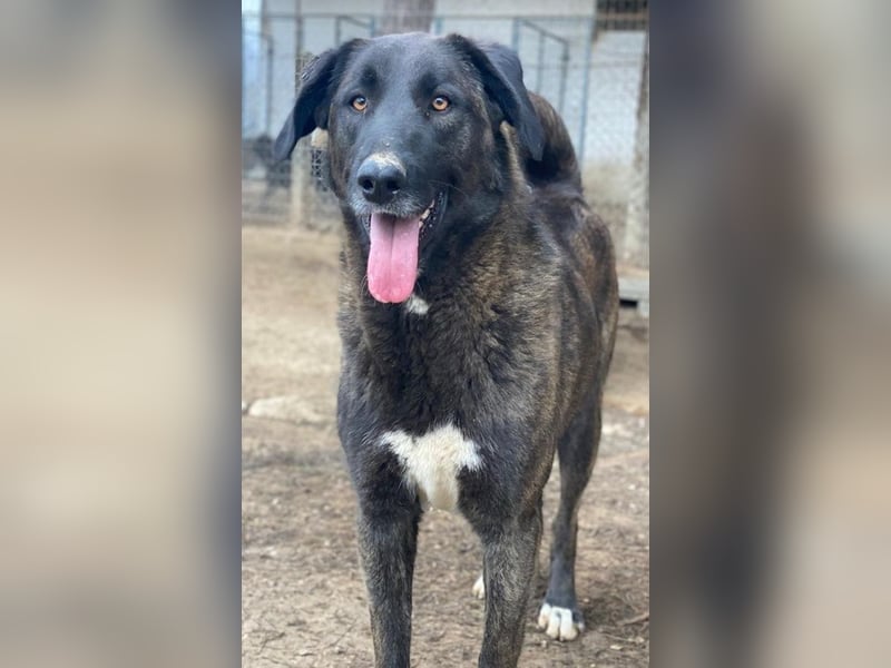 Niabi, geb. ca. 05/2023, lebt in GRIECHENLAND, im städt. Tierheim Serres