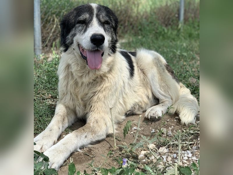 Askal, geb. ca. 07/2015, lebt in GRIECHENLAND, im städt. Tierheim Serres