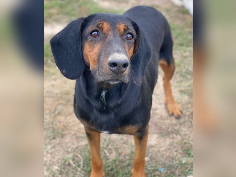 Priska, geb. ca. 08/2021, lebt in GRIECHENLAND, im städt. Tierheim Serres