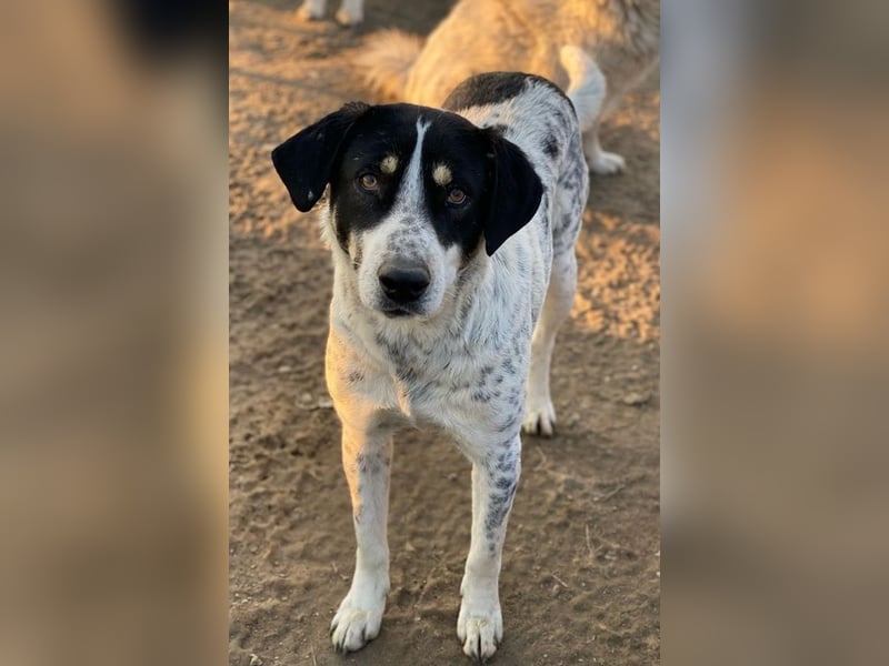 Benja, geb. ca. 05/2023, lebt in GRIECHENLAND, im städt. Tierheim Serres