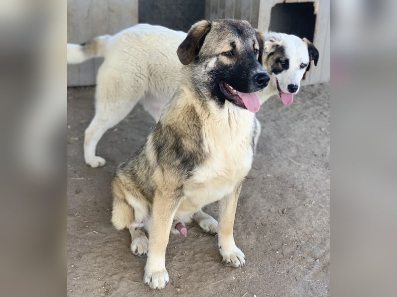 Davio, geb. ca. 06/2023, lebt in GRIECHENLAND, im städt. Tierheim Serres