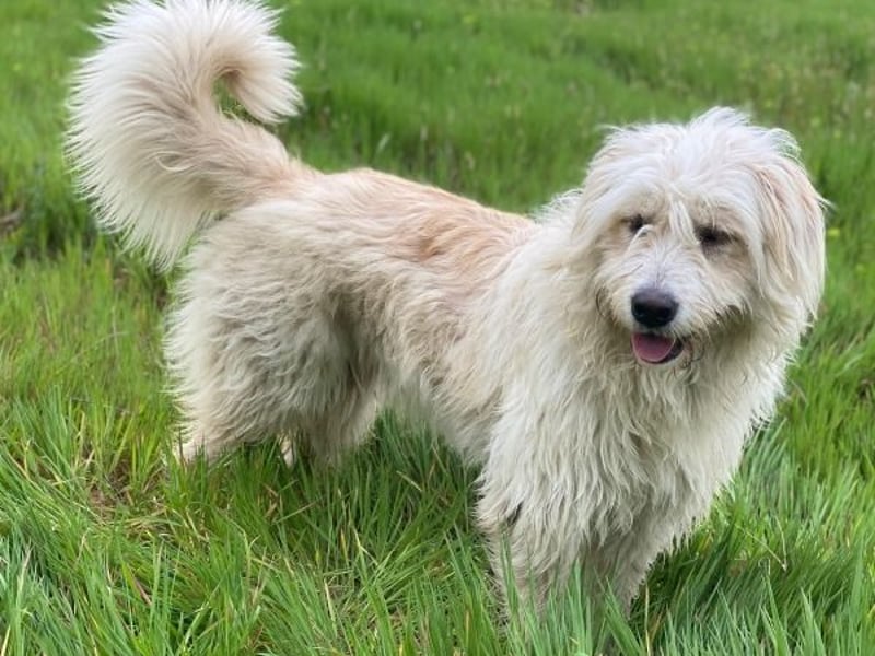 Wuschel, geb. ca. 09/2024, lebt in GRIECHENLAND, im städt. Tierheim Serres